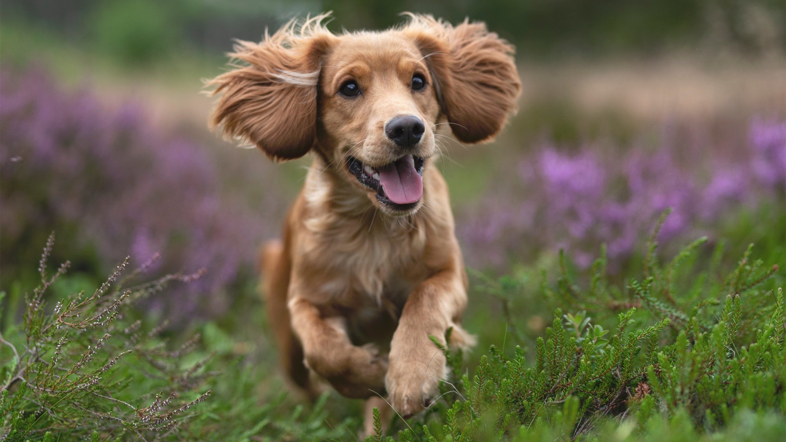 跨次元对决,锡安49分凿穿深圳铁幕,一场改写篮球认知的永恒瞬间