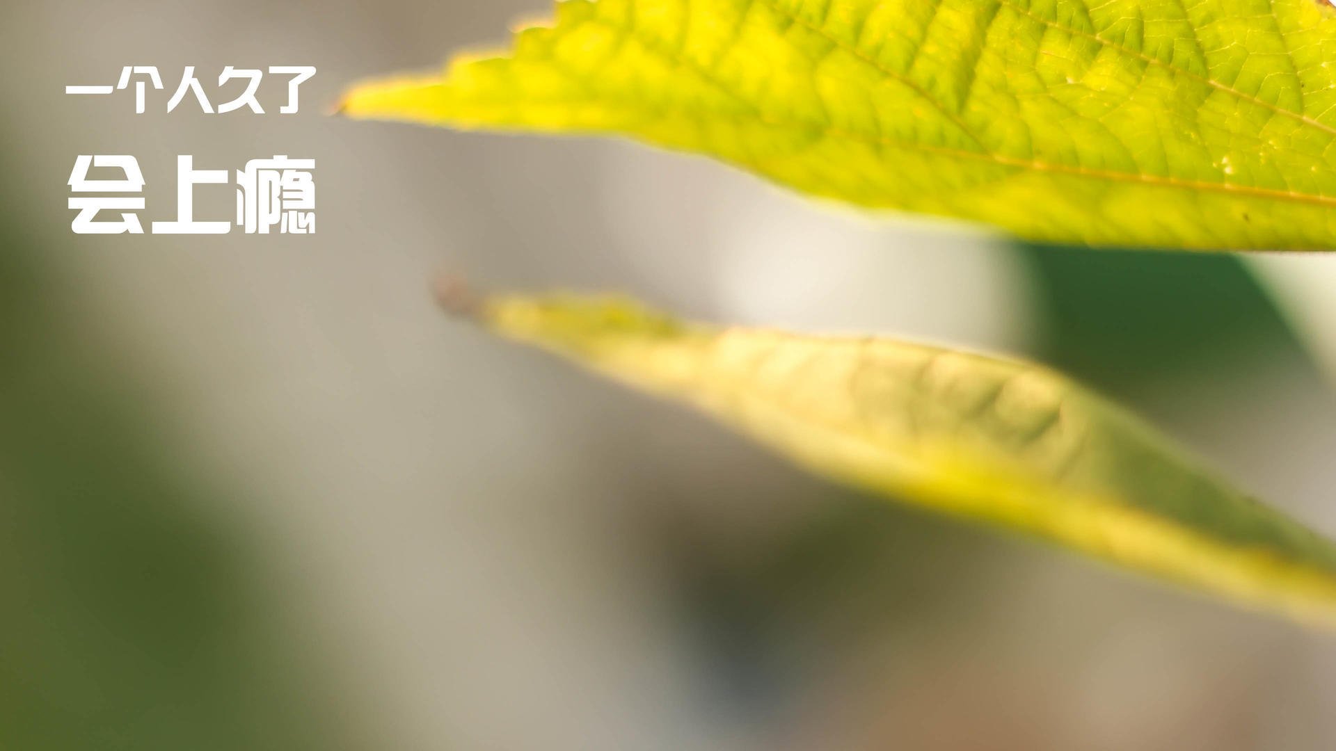 平行宇宙的龙吟,当塔图姆披上猛龙战袍成为逆转独行侠的关键先生