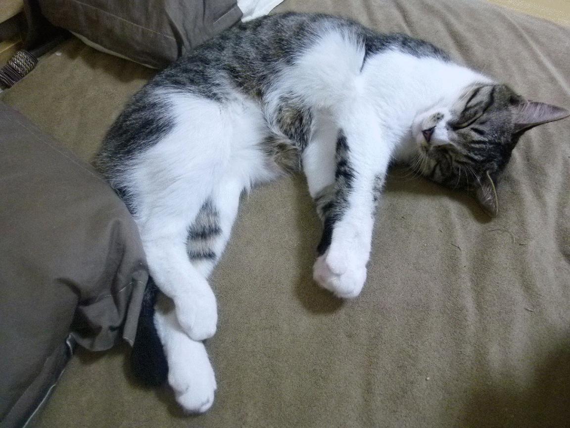 亚洲风暴席卷非洲大陆,中国男篮终结南非不败神话,归化球员赖斯加时赛一剑封喉