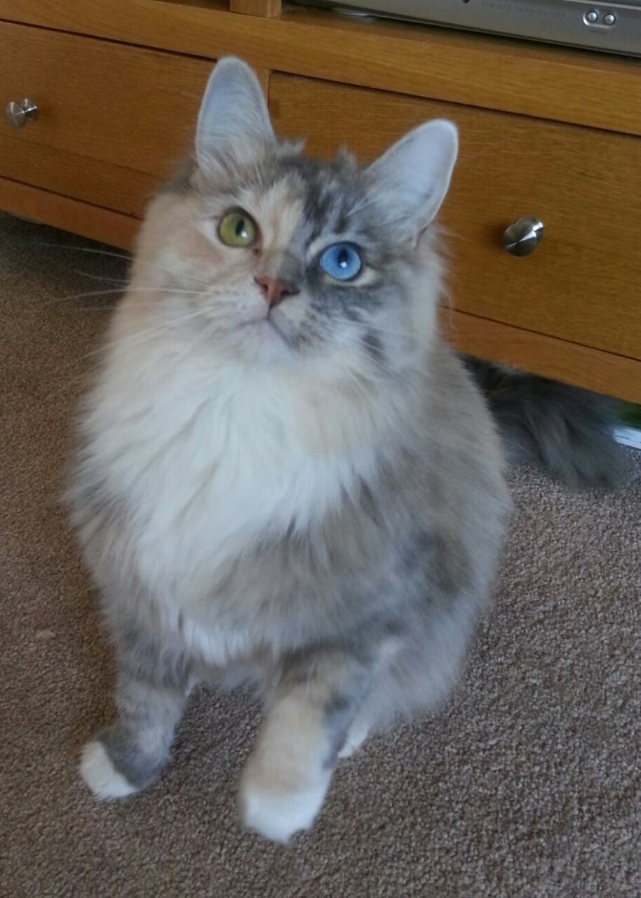 东方龙卷风，当阿尔及利亚的沙漠雄狮撞上蓝桥，富安健洋点燃雨夜