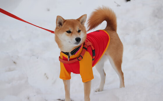 同一片土地,同一个神话,希腊战神的影子与荷兰神塔的崛起