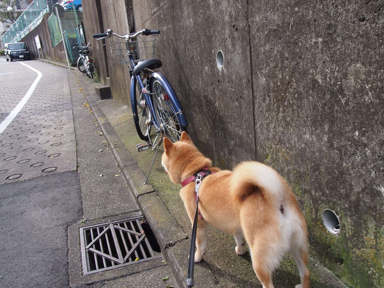 平行时空·足球神话黄昏当本泽马化身旧神,马竞绝杀波兰撕裂现实