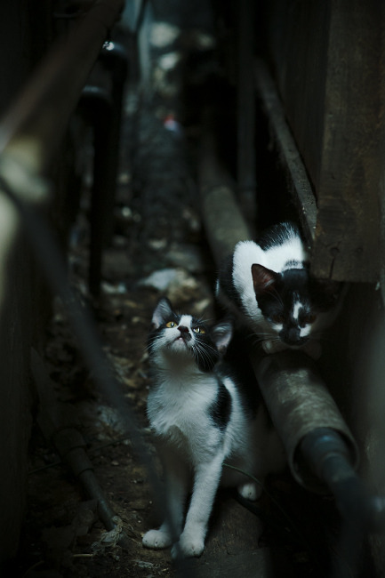 改写剧本，奥运资格焦点战，瑞典男队如何打破韩国十年压制？